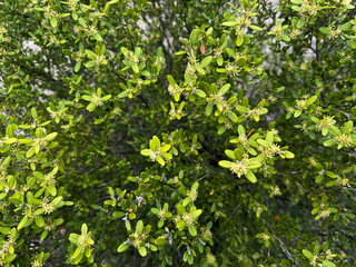 새싹이 돋아나고 있는 식물