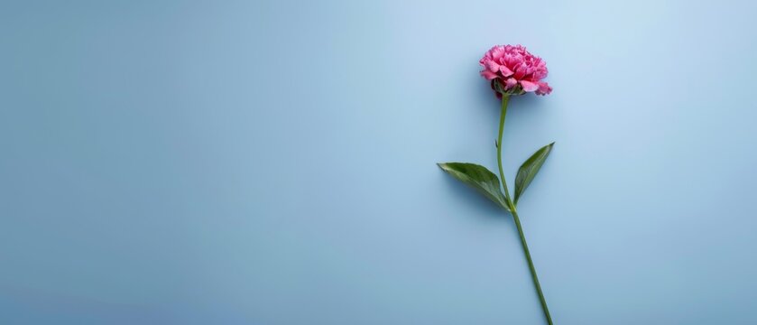  Pink flower on light blue background with green leaves and copy