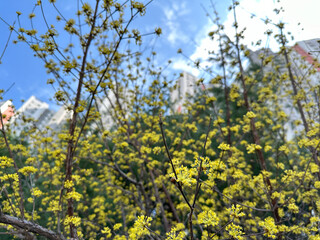 산수유 꽃