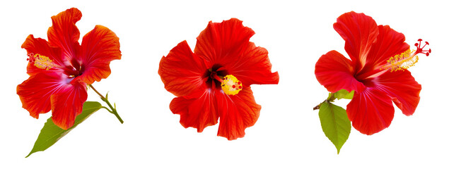 bright large flower and leaf of red hibiscus isolated on white background © SnapSale Studio