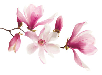 Beautiful pink spring magnolia flowers on a tree branch isolated on white