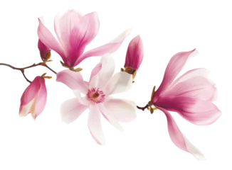 Foto op Canvas Beautiful pink spring magnolia flowers on a tree branch isolated on white © SnapSale Studio
