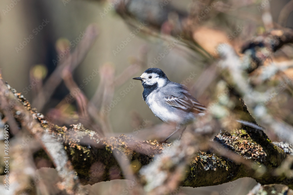 Canvas Prints White wagtail sitting on a branch in a tree