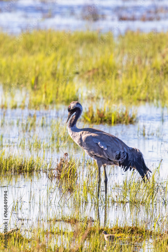 Sticker Alone Crane in a wetland at springtime