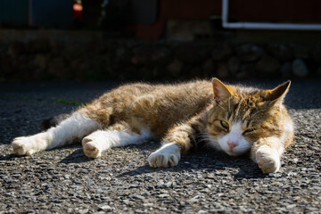 日向にいる猫
