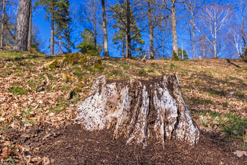 Anthill on a tree stump in a woodland at springtime