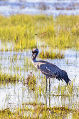 Alone Crane in a wetland at springtime