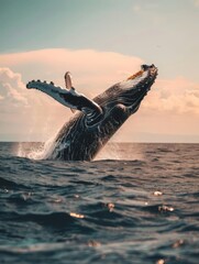 Humpback whale leaps from the water in a dramatic breach
