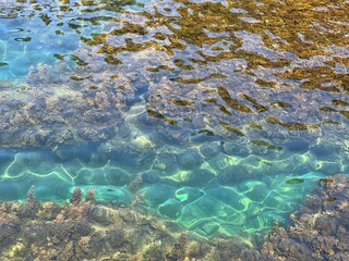 Dense seaweed algae in transparent sea water 
