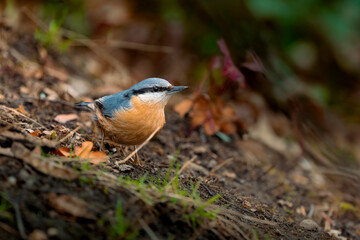 Kleiber schaut aufmerksam