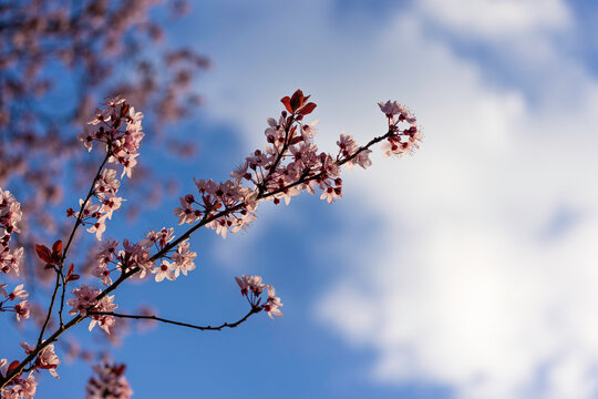Kirschblütenast vor blauem Himmel