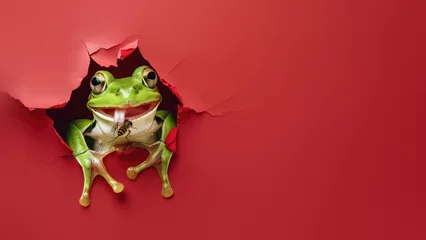 Fotobehang A captivating close-up of a green tree frog as it catches a fly, set against a vivid red background with a torn paper visual effect © Fxquadro