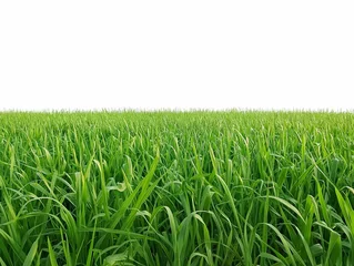 Poster Vast expanse of vibrant green grass under a blank white sky, symbolizing growth and nature. © cherezoff