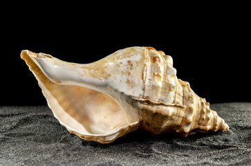 Pleuroploca trapezium seashell on a dark background - obrazy, fototapety, plakaty