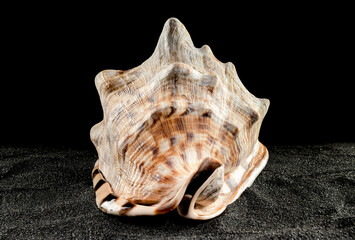 King Helmet seashell on a dark background