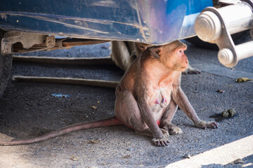 Many wild monkeys are causing a lot of problems in Lopburi City, both attacking tourists and destroying things around Lopburi City.