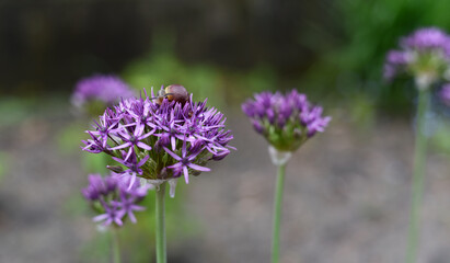 Fototapeta premium A snail sits on a purple flower