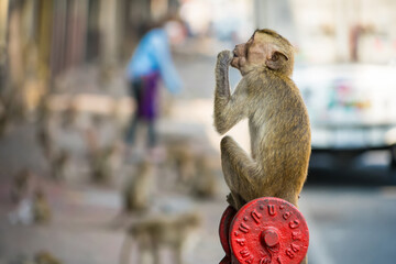 Many wild monkeys are causing a lot of problems in Lopburi City, both attacking tourists and destroying things around Lopburi City. - 766853353