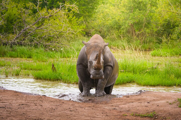 A rhinoceros stands in a river, its massive form contrasting with the flowing water around it. © NOWRA photography