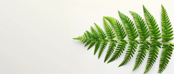   Green fern leaf on white background close-up with copy in bottom right corner for SEO optimization