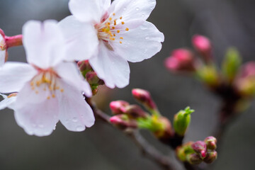 Obraz premium 春雨に濡れた桜の蕾