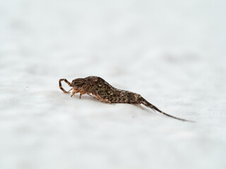 Bristle tails insect. Machilidae family