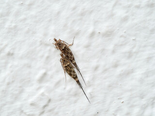 Bristle tails insect. Machilidae family
