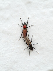 Marchfly on a white wall. Bibio hortulanus