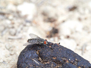 Garbage fly on excrement.