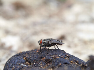 Garbage fly on excrement.