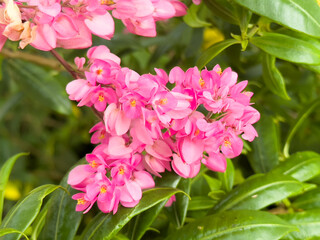 Pretty pink mexican creeper (Antigonon cordatum) in the garden. Blooming coral vine flower...