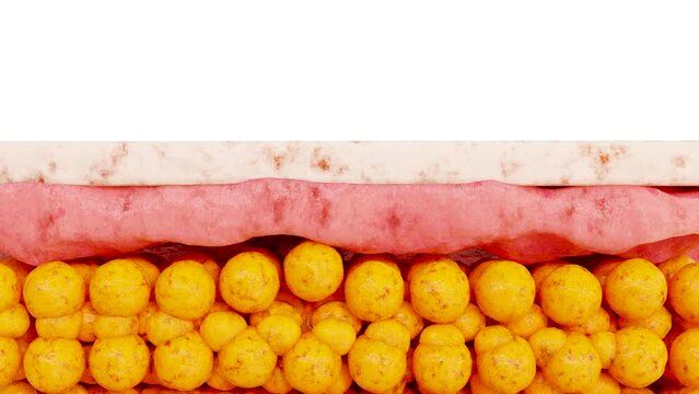 Weight loss Comparison. man body transformation. Before and after a thick and thin waist, Fat belly before and slim fit perfect abs after fast weight loss process.  Under Skin. fat burn, 3d render