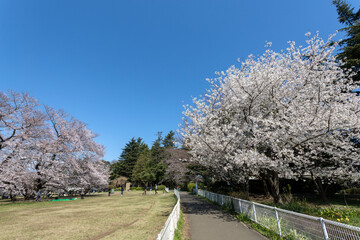 都立砧公園と満開の桜（東京都世田谷区砧公園１）