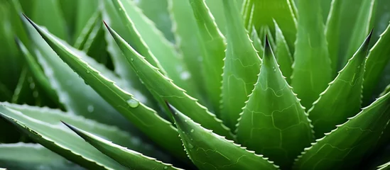 Fototapeten A closeup of a terrestrial plant with long sharp leaves, the green aloe vera plant is a herbaceous plant known for its unique pattern and healing properties © AkuAku
