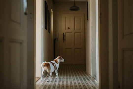 Dog is standing and waiting to be fed.