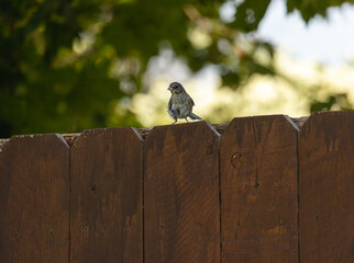bird on the fence, baby bird, cute, feathers, indecisive, indecision, undecided, nature