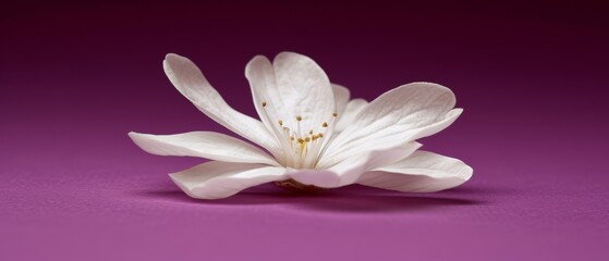  White flower on purple background with soft focus on center