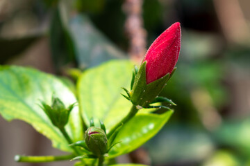 Pink hibiscus flower on a green background. In the tropical garden.