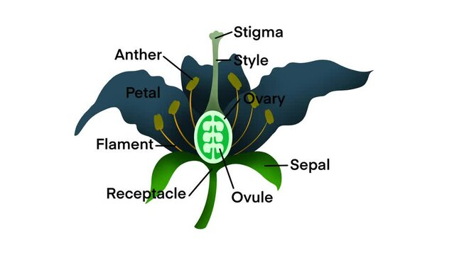 Flower structures, biology, Flowering plant Reproduction, Flowers contain male sex organs call stamens, Plant reproduction is the production of new offspring in plants