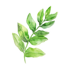 Obraz premium ti leaf branch watercolor good quality and good design