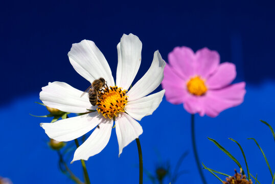 Cosmos flower with a bee collecting nectar.
