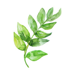 ti leaf branch watercolor good quality and good design