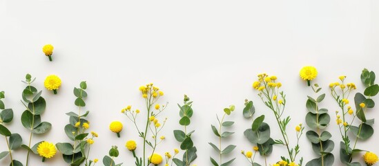 Arrangement of yellow flowers and eucalyptus leaves on a white background in a flat lay style with a top view and available space for text. - obrazy, fototapety, plakaty