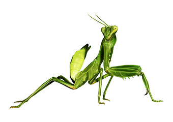 Hand drawn watercolor Grasshopper painting isolated on transparent background