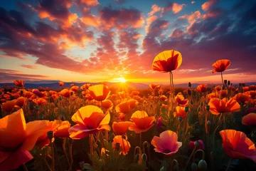 Fotobehang Poppy field at sunset. A poppy field in bloom © Pakhnyushchyy