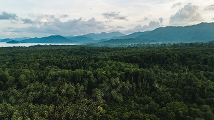 Beautiful lush tropical forests hide the ugly effects of logging in the area.