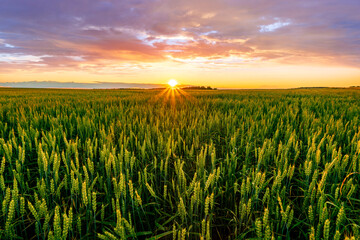 wheat field during amazing sunset or sunrise, wheaten plantation rustic evening landscape with...