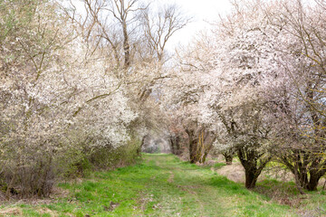 Cherry blossoms on a forest path