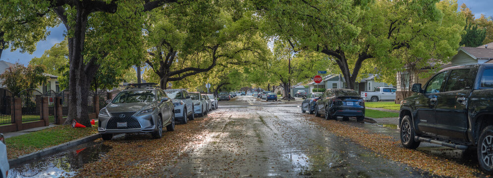 LOS ANGELES - March 24, 2024: Lined with cars on both sides, a wet street is flanked by beautiful trees with fresh spring green leaves glowing in sunset sunshine.