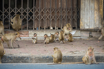 Many wild monkeys are causing a lot of problems in Lopburi City, both attacking tourists and destroying things around Lopburi City. - 766867182